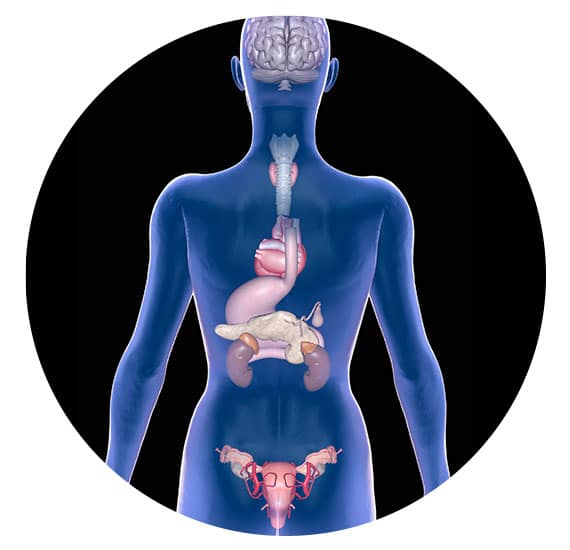 Endocrinologia e Metabologia Endocrinologista Dra Carla Adlung